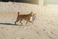 A dog with frisbee running on the sand dune at the beach in the Royalty Free Stock Photo