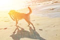 A dog with frisbee running on the sand dune at the beach in the Royalty Free Stock Photo