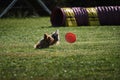 Competitions of dexterous dogs of all breeds. Dog frisbee. The Yorkshire Terrier is having fun playing on field with flying saucer Royalty Free Stock Photo