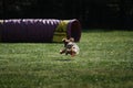 Competitions of dexterous dogs of all breeds. Dog frisbee. The Yorkshire Terrier is having fun playing on field with flying saucer Royalty Free Stock Photo