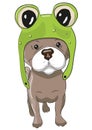 Dog in froggy hat Royalty Free Stock Photo