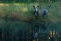 Dog in froggy woodland lake Royalty Free Stock Photo