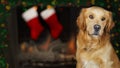 Dog In Front of Christmas Fireplace Royalty Free Stock Photo