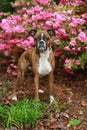 Dog in front of flowers - boxer and azaleas