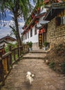 Old City, Lijiang, Yunnan Province, China Dog