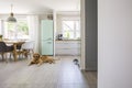 Dog in front of mint fridge in spacious interior with kitchen an