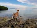 Dog in Front of the Sea