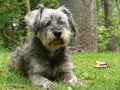 Dog in front of tree