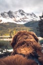 Dog in front of the Zugspitze