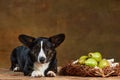 Portrait of white-black Welsh Corgi Cardigan Dog Isolated on dark vintage Background. Concept of beauty, fashion, show Royalty Free Stock Photo