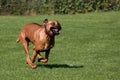 Dog full speed running