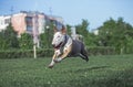 Dog fun running along the grass Royalty Free Stock Photo