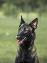 Dog fun running along the grass Royalty Free Stock Photo