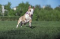 Dog fun running along the grass