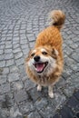 Dog with a funny face, curious look and smiling