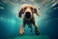 fun dog funny puppy pool underwater water snorkeling vacation swimming. Generative AI. Royalty Free Stock Photo
