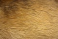 Dog fur close up Royalty Free Stock Photo