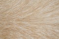 Dog fur close up as background. Royalty Free Stock Photo