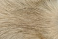 Dog fur closeup Royalty Free Stock Photo