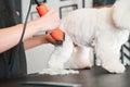 Dog fur combing and de-tangling during grooming Royalty Free Stock Photo