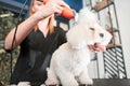 Dog fur combing and de-tangling during grooming Royalty Free Stock Photo