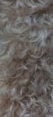 Dog Fur From a Jack Russell x Border terrier closeup Royalty Free Stock Photo