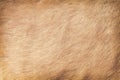 Dog fur patterns brown texture , animal skin background Royalty Free Stock Photo