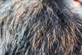 Dog fur texture Royalty Free Stock Photo