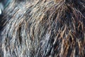 Dog fur texture Royalty Free Stock Photo