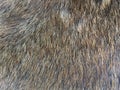 Dog fur texture Royalty Free Stock Photo