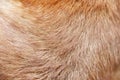 Dog fur  texture light brown patterns natural line background Royalty Free Stock Photo