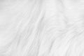 Dog fur texture long patterns , animal skin white grey background