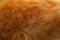 Dog fur texture. red-haired, close-up Royalty Free Stock Photo