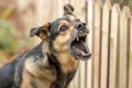 dog with furrowed brow barking loudly at fence