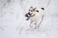 Dog galloping in snow with rope while playing Royalty Free Stock Photo