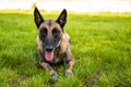 Dog Games. Belgian Shepherd lies on the grass and rests Royalty Free Stock Photo