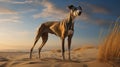 Intense And Dramatic Greyhound Portrait On Beach