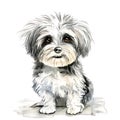 Shih Tzu. dog lover, white Orange and white fluffy, Small, Fluffy, , white background, generated with the use of an AI Royalty Free Stock Photo