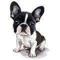 Cute black and white French blue dog on a white background. digital painting_ai_generator Royalty Free Stock Photo