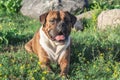 The dog is a German boxer brown with stripes, lies on the grass Royalty Free Stock Photo