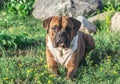 The dog is a German boxer brown with stripes, lies on the grass Royalty Free Stock Photo