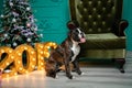 Dog, German boxer brown-and-white, with protruding tongue girl. sitting in front of the Christmas tree, burning figures 2019, gree Royalty Free Stock Photo