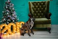 Dog, German boxer brown-and-white, with protruding tongue girl. sitting in front of the Christmas tree, burning figures 2019, gree Royalty Free Stock Photo