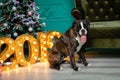 Dog, German boxer brown-and-white, with protruding tongue girl. sitting in front of the Christmas tree, burning figures 2019, gree Royalty Free Stock Photo