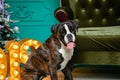 Dog, German boxer brown-and-white, with protruding tongue girl. sitting in front of the Christmas tree, burning figures 2019, gree Royalty Free Stock Photo