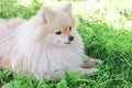 Dog German Pomeranian spitz guards its prey. stick for brushing teeth. daily oral care. hard to reach teeth.