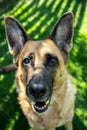 Dog German Shepherd adult , face portrait, outdoor on grass