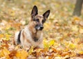 Dog, German shepherd in the autumn wood