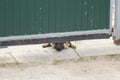 A dog, a German shepherd, behind a fence. The dog guards the house Royalty Free Stock Photo