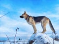 Dog German Shepherd on a big field in a winter day and white snow around. Waiting eastern European dog veo Royalty Free Stock Photo